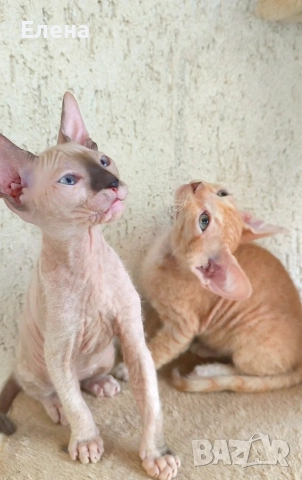 Донски сфинкс с родословие