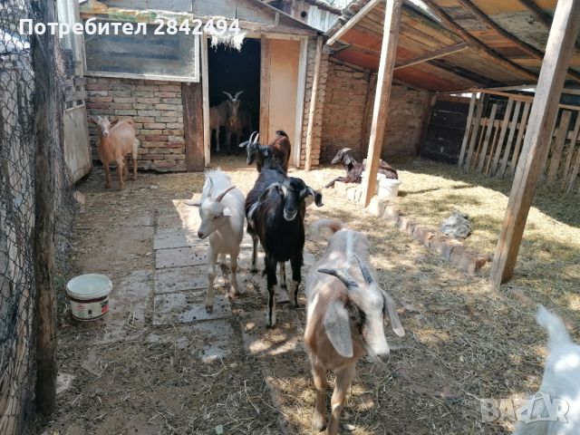 Продавам кози, снимка 1 - Кози - 45467492
