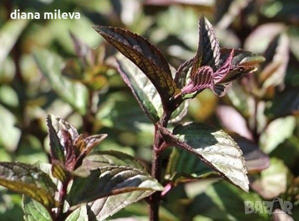 Шоколадова Мента, Mentha "Chocolate Mint", студоустойчива и многогодишна, снимка 2 - Градински цветя и растения - 54176173