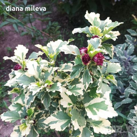 Дървовидна Ружа,Hibiscus syriacus, вариегатен, снимка 2 - Градински цветя и растения - 43401559