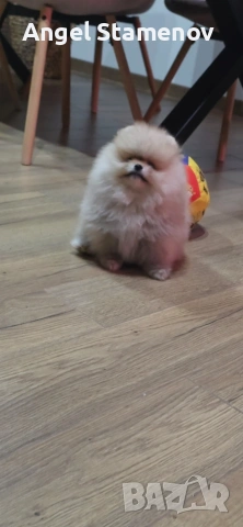 Померан,мини момиченца с родословие!, снимка 10 - Померан - 53208764