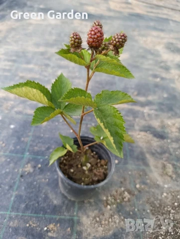 КЪПИНА GIGANT Без бодли, снимка 3 - Градински цветя и растения - 50297838