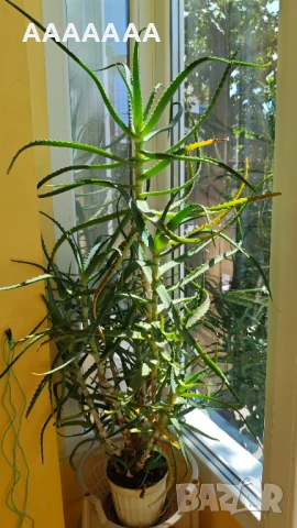 АЛОЕ АРБОРЕСЦЕНС