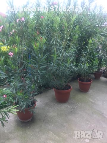Зокуми, снимка 2 - Градински цветя и растения - 45654529