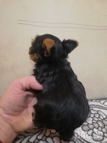 Йоркширски териер, снимка 4 - Йоркширски териер - 52866279