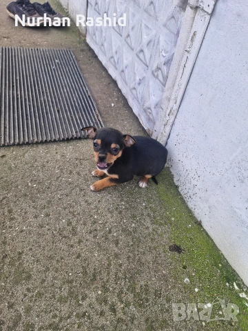 пинчер куче , снимка 4 - Пинчер - 53008164
