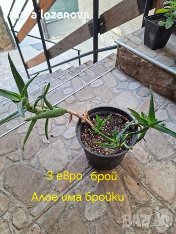 Различни цветя, снимка 13 - Стайни растения - 53278464