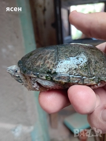 Продавам мускусни костенурки Sternotherus odorаtus