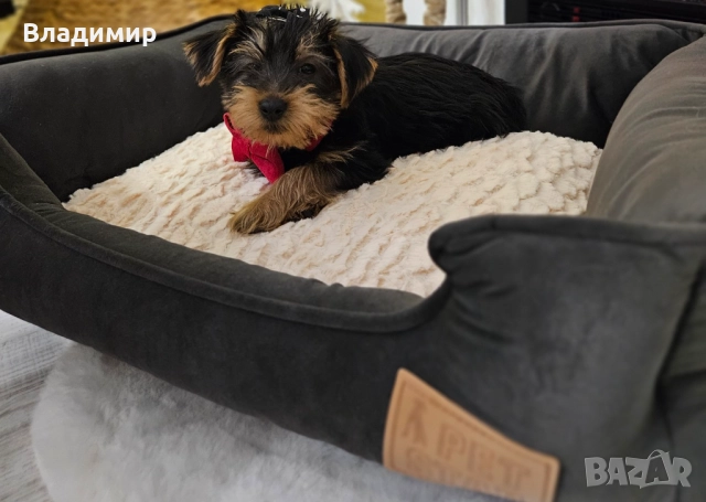 Йорки, снимка 2 - Йоркширски териер - 52927600