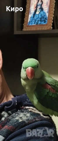 Голям Александър с клетка , снимка 6 - Папагали - 53729907