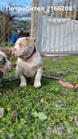 Американско Були Покет