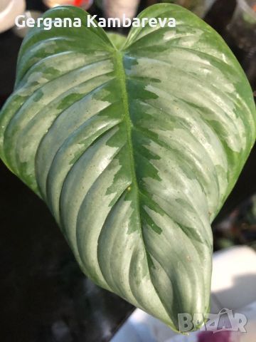 Philodendron Sodiroi , снимка 5 - Стайни растения - 46717527