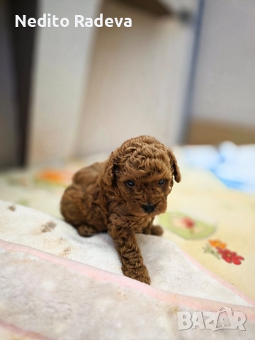 Той-teacup пудел , снимка 2 - Търси партньор - 52806986