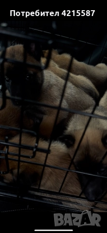 Белгийска овчарка бебе, снимка 7 - Белгийска овчарка - 52851057