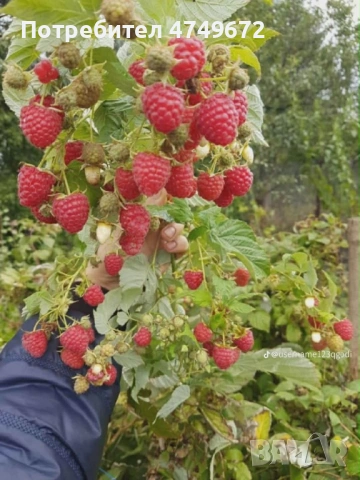 Качествен разсад  , снимка 3 - Разсади - 53770381