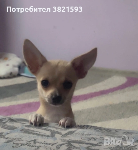 Продава се мъжки чихуахуа, снимка 1