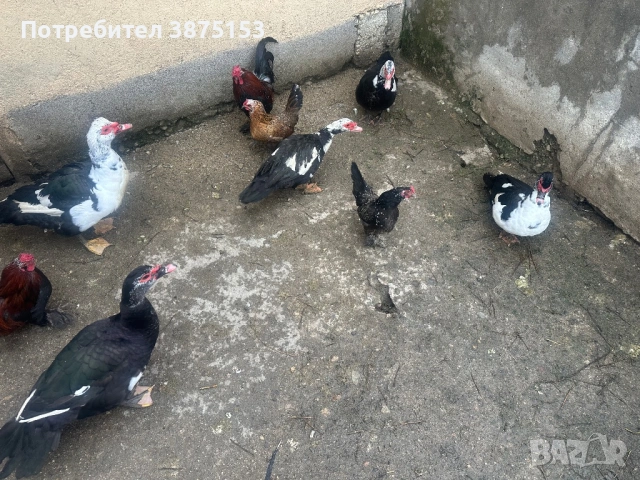 Неми патици и японски кокошки, снимка 2 - Патици и гъски - 53303930