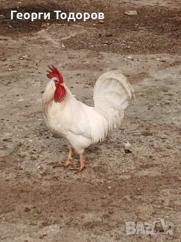Петел легхорн, снимка 2 - Кокошки и пуйки - 53690619