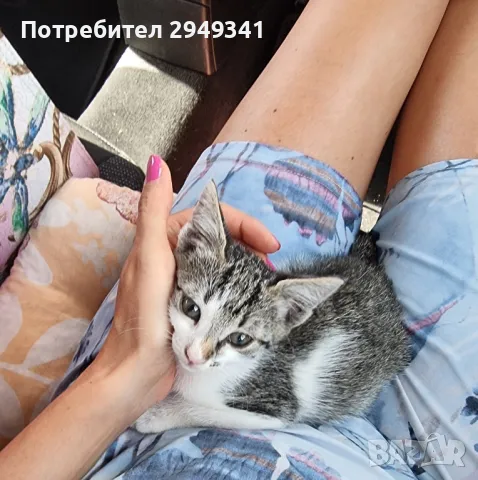 Котенце-една шепичка любов, снимка 10 - Други - 47218335