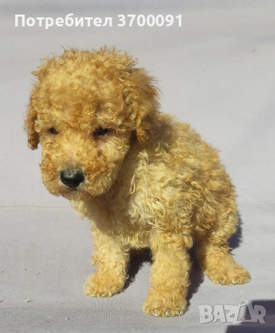 пудел / мини пудел , снимка 9 - Пудели - 54103506