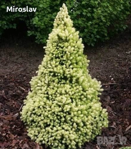 Мини смърч „Daisy's White“, снимка 4 - Градински цветя и растения - 54283627