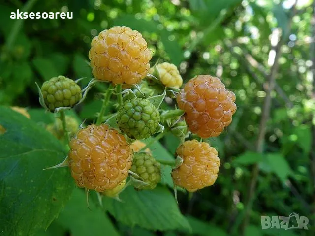 20 Семена от Британска Есенна Златна Малина Златни витаминозни Сладки Малини от Колумбия плодове, снимка 12 - Сортови семена и луковици - 50220808