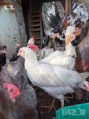 Продам пилета ,ярки млади петлета , снимка 7 - Кокошки и пуйки - 51726042