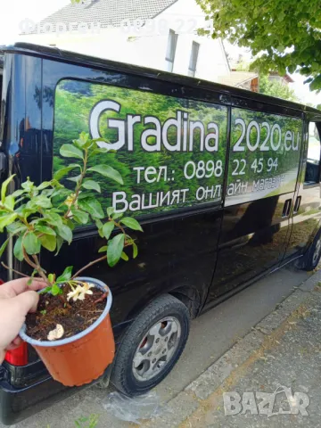 Жасмин вечно зелен Ароматен Налични 4 вида , снимка 13 - Разсади - 44925163