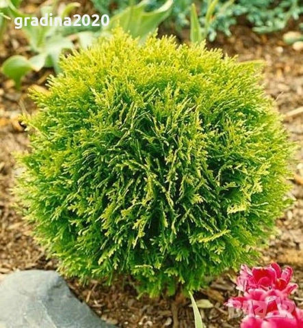 Туя Даника Голд – Thuja occidentalis Danica Gold