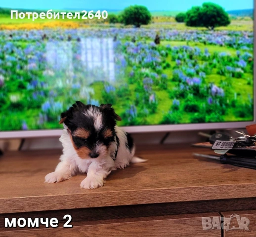 Бивет йоркширски териер, снимка 6 - Йоркширски териер - 53645644