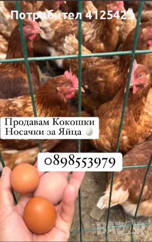 ☑️‼️Кокошки Носачки за Яйца‼️ , снимка 1 - Кокошки и пуйки - 48949382