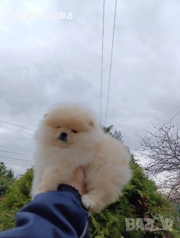 Момче и момиче померани , снимка 3 - Померан - 53937092