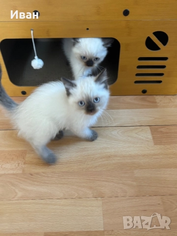 Породисто котенце, снимка 7 - Ангорски - 52003240