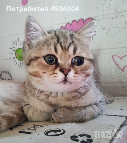 Британски и шотландски котенца , снимка 1