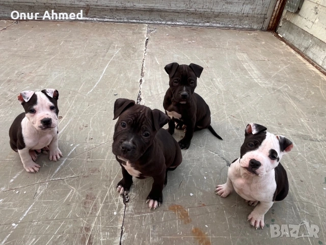 Питбули, снимка 9 - Питбул - 53784911