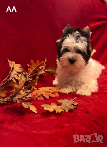 Йорки Бивер с родословие, момиче