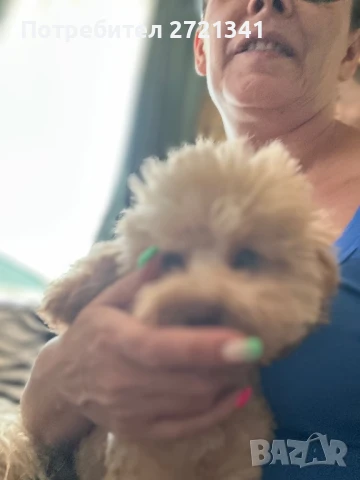 Той пудел/пудел той, снимка 1