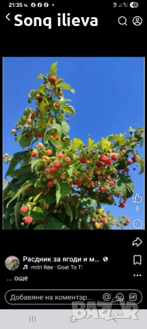 Продавам ягоди и малини, снимка 2 - Разсади - 54270403