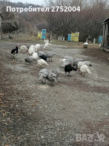 пуйки и пуяци , снимка 11 - Кокошки и пуйки - 52834291