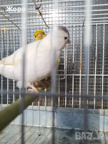 Продавам канари фай фенси , снимка 8 - Канари - 53018067