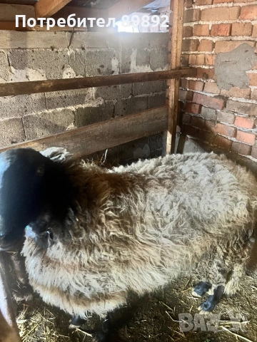 Коч Плевенска Черноглава, снимка 3 - Овце - 54090778