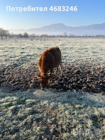 Крави, снимка 6 - Крави - 52798923