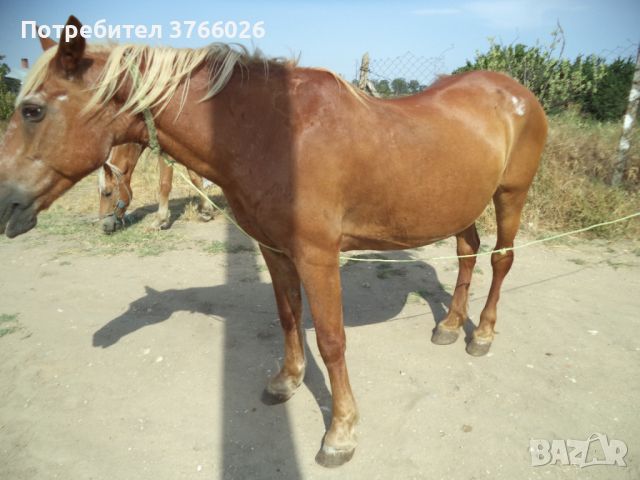 продавам кобила с конче, снимка 2 - Коне - 46392174