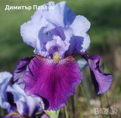 Перуника,ирис - различни цветове високи ароматни, снимка 7 - Градински цветя и растения - 37148734