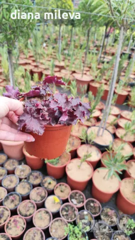  Хойхера Дворцово лилаво, Heuchera "Palace Purple"!!, снимка 5 - Градински цветя и растения - 46175493