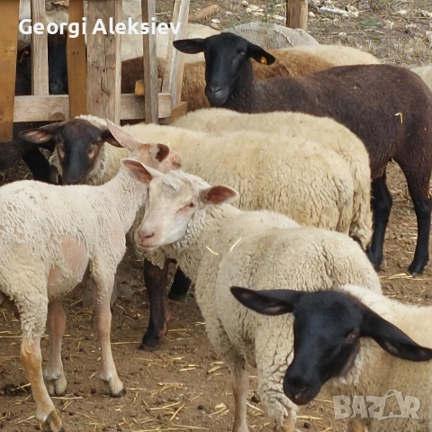 Агнета от месодайни породи и кръстоски със местни овце. , снимка 9 - Овце - 53487804