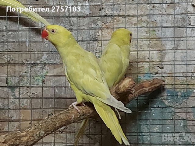 продавам папагали малак Александър 2023г , снимка 5 - Папагали - 46436641