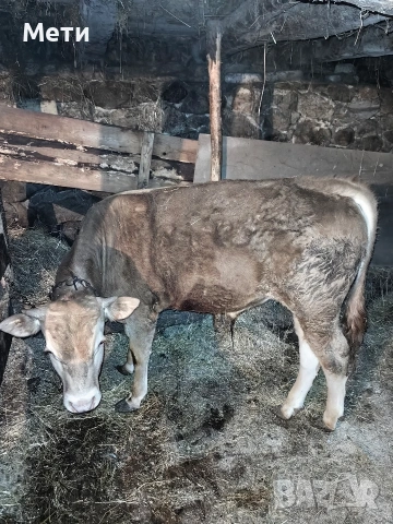 Мъжко Теле !