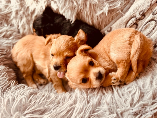 Кученца чихуахуа Момичета, ваксинирани