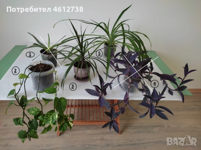 Алое Вера,сциндапсус,драцена,традесканция и хлорофитум